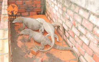 Mua Bán Kỳ Đà Giống Tại TP.HCM Uy Tín, Chất Lượng Cao